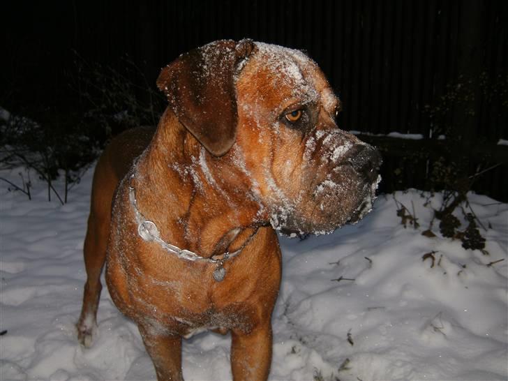 Blanding af racer arko - NYT! 2010 !! arko i sne stom :D  billede 2