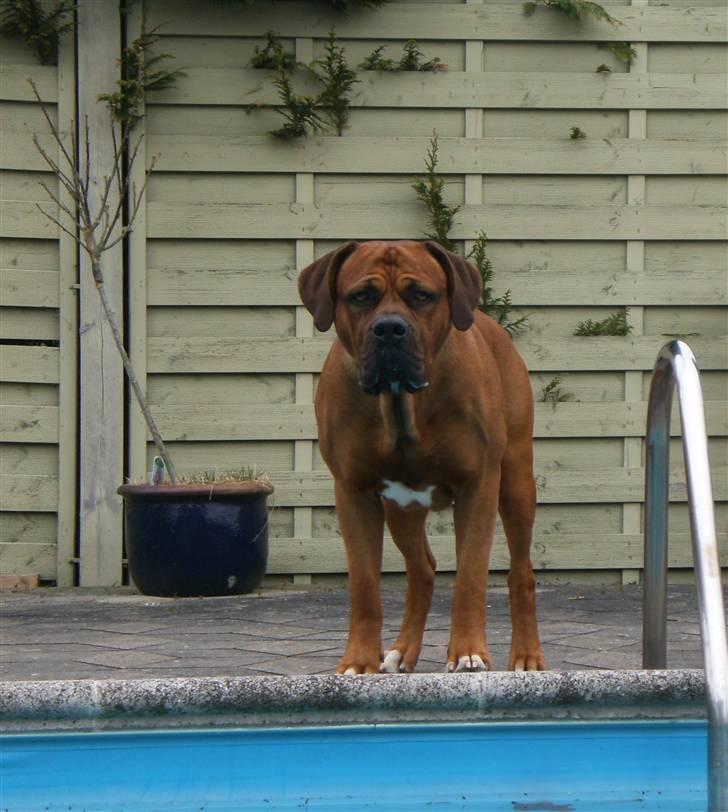 Blanding af racer arko - bare vent  billede 3