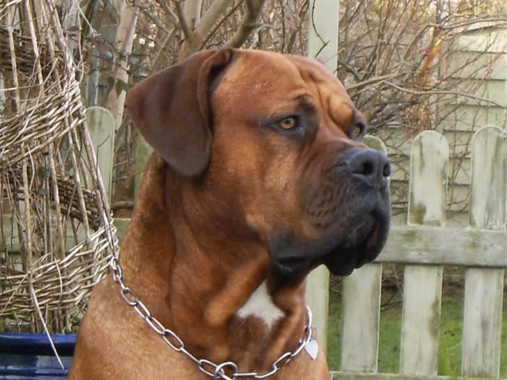 Blanding af racer arko - hoved billede af mig billede 4