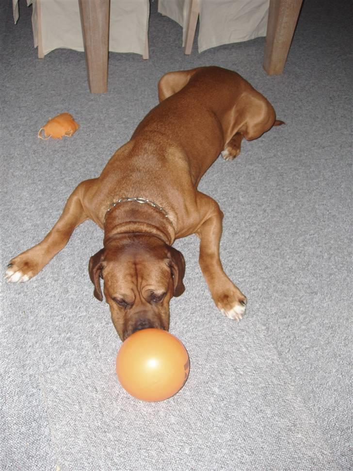 Blanding af racer arko - NYT! 2010 !! arko elsker sign ballong  billede 5