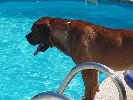 Blanding af racer arko - arko der kigger på mig bade billede 6