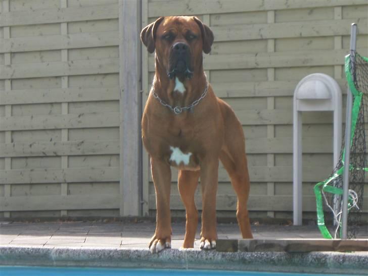 Blanding af racer arko - jeg er en sej hund billede 7