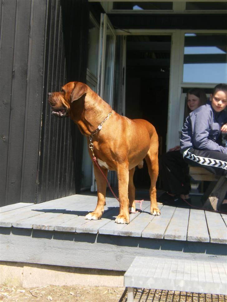 Blanding af racer arko - Arko i Lalandia  billede 9