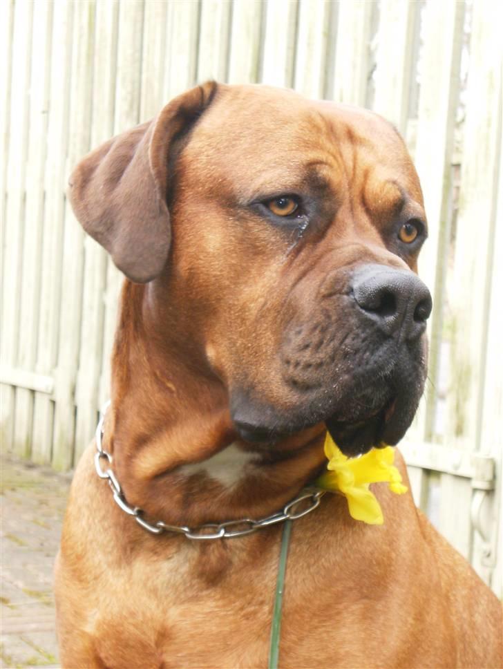 Blanding af racer arko - mig og min gule påske lilge billede 10