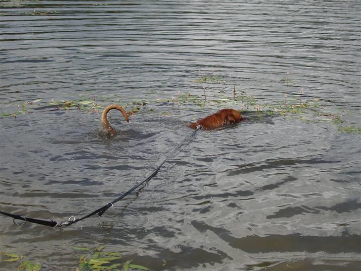 Blanding af racer arko - NYT! 2010 !! arko drukner XD billede 11