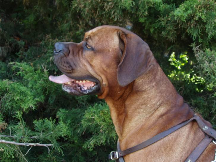 Blanding af racer arko - er der en der vil leje med mig billede 12