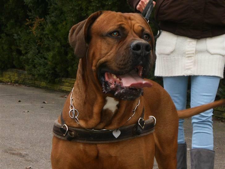 Blanding af racer arko - jeg er på tur billede 14