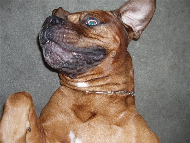 Blanding af racer arko - NYT! 2010 !! arko ruller rundt :D billede 15