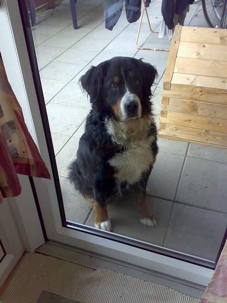 Berner sennenhund Tut billede 1