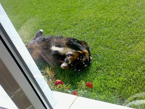 Berner sennenhund Tut billede 2