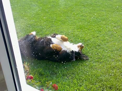 Berner sennenhund Tut billede 3