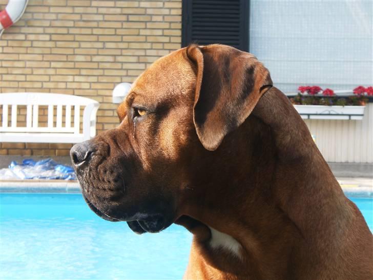 Blanding af racer arko - hvad kigger du på  billede 16