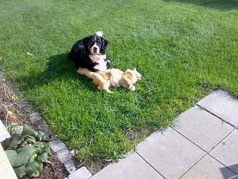 Berner sennenhund Tut billede 4