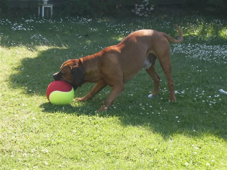 Blanding af racer arko - det min boldt billede 17