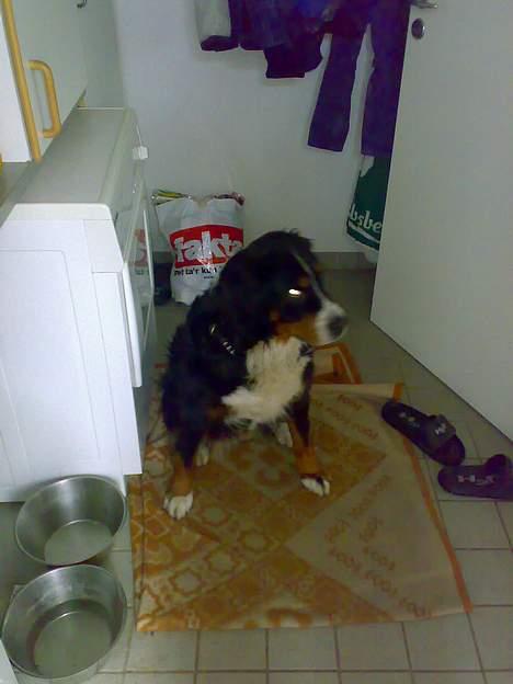 Berner sennenhund Tut billede 5