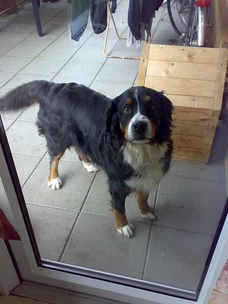 Berner sennenhund Tut billede 6