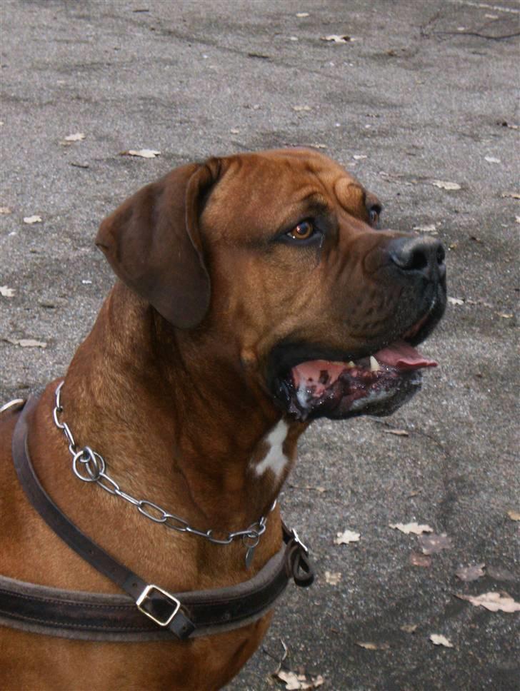 Blanding af racer arko - woow  billede 18