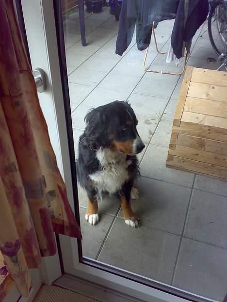 Berner sennenhund Tut billede 7