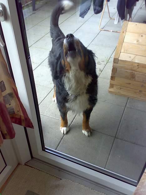 Berner sennenhund Tut billede 8