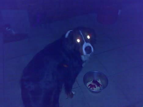 Berner sennenhund Tut billede 9