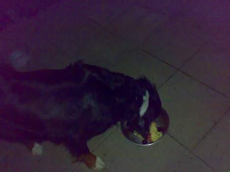 Berner sennenhund Tut billede 10