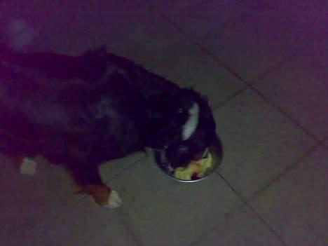 Berner sennenhund Tut billede 11