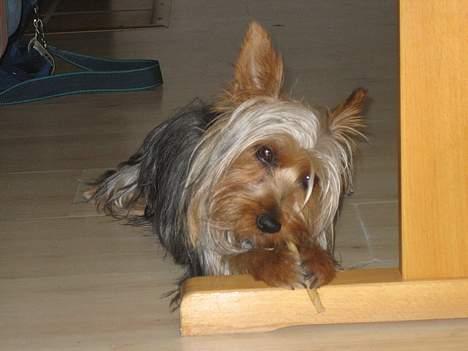 Australian silky terrier Olivia - Man spiser vel "pænt" ikke? billede 1