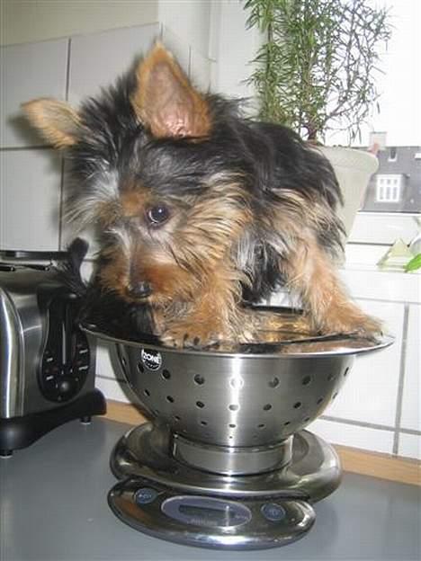 Australian silky terrier Olivia - På køkkenvægten... billede 2