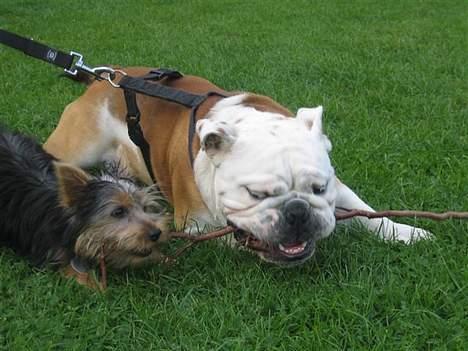 Australian silky terrier Olivia - Kampen om kvisten... billede 3