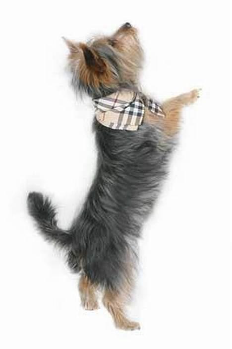 Australian silky terrier Olivia - Burberry.. billede 4