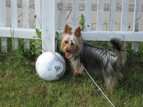 Australian silky terrier Olivia - Forpustet under EM... billede 5