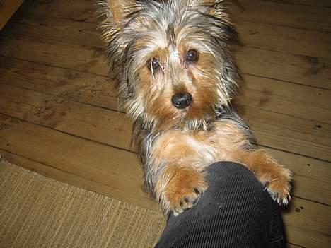 Australian silky terrier Olivia - Brune øjne... billede 6