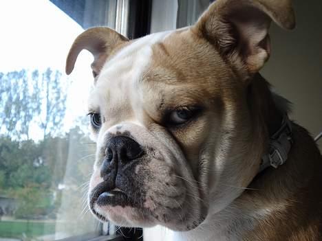 Engelsk bulldog Madeline - Are you talking to me? billede 13