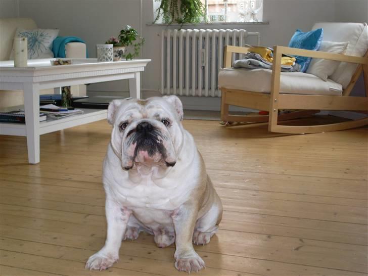 Engelsk bulldog Holger - Her er jeg 2år billede 1