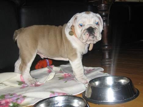 Engelsk bulldog Holger billede 2