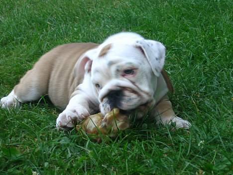 Engelsk bulldog Holger billede 3