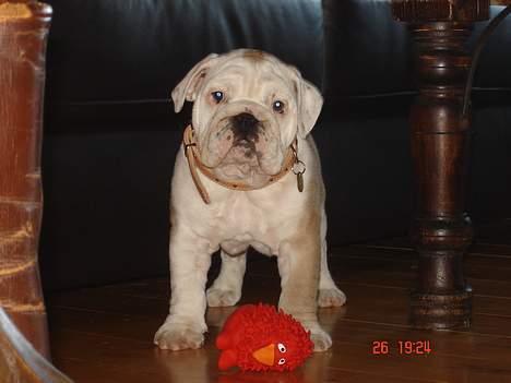 Engelsk bulldog Holger billede 4