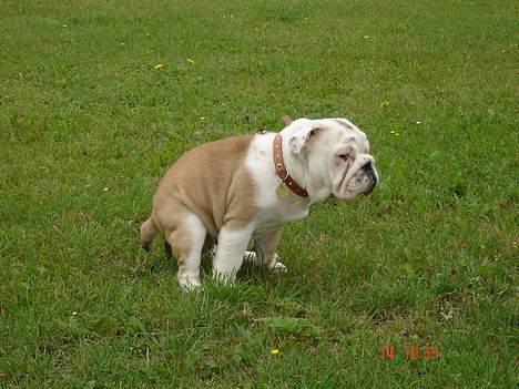 Engelsk bulldog Holger billede 5