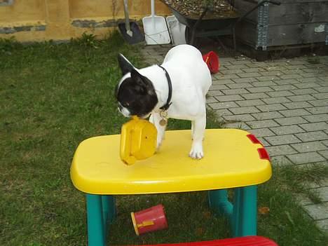 Fransk bulldog Grisepjok - Ja her kan jeg også komme op. billede 15