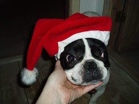Fransk bulldog Grisepjok - Rigtig god jul til jer allesammen. billede 16