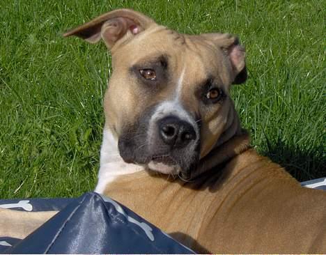 Amerikansk staffordshire terrier KWV' s Standing Ovation  - Smukke Knirke nyder solens stråler i haven... billede 1