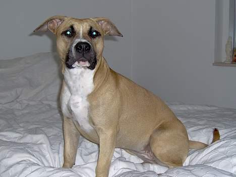 Amerikansk staffordshire terrier KWV' s Standing Ovation  billede 2