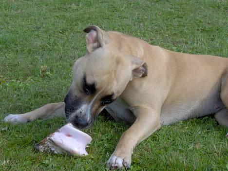 Amerikansk staffordshire terrier KWV' s Standing Ovation  billede 3