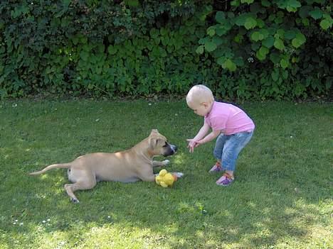 Amerikansk staffordshire terrier KWV' s Standing Ovation  - Knirke & Mathilde - et fint par ;0) billede 4