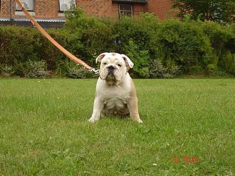 Engelsk bulldog Holger billede 6