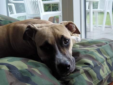 Amerikansk staffordshire terrier KWV' s Standing Ovation  - Vores fantastiske hund... billede 5