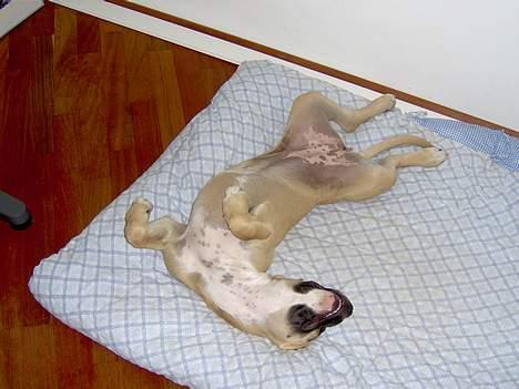 Amerikansk staffordshire terrier KWV' s Standing Ovation  - Sådan sover en Amstaff også - og så snorker hun!! billede 6