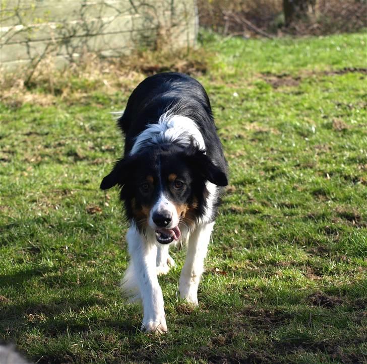 Border collie Baloo - åh hvor jeg synes min dreng er smuk....... billede 8