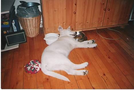 Hvid schæfer Debbie - Phhyy....Jeg er mæt...ZZZzzzzzz billede 3