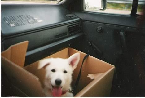 Hvid schæfer Debbie - Min første køre tur med min Far! billede 4